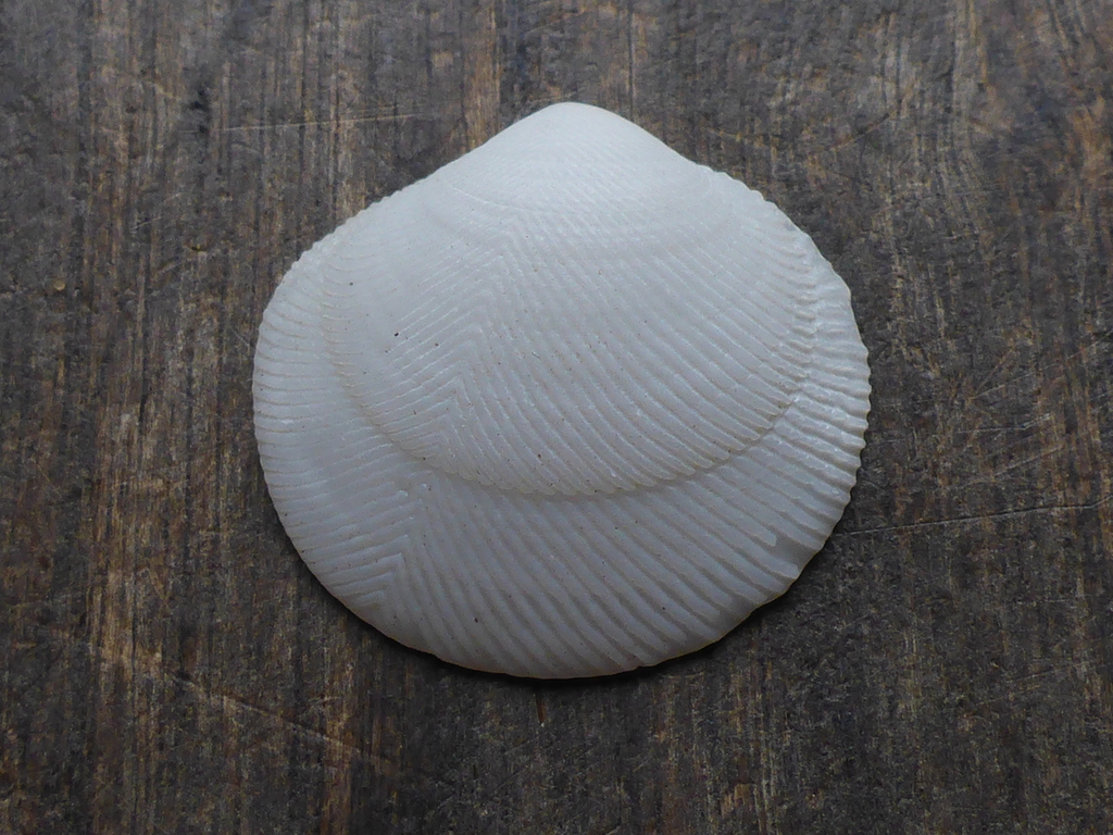 Divaricella ornatissima