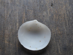 Divaricella ornatissima