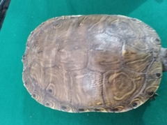 Trachemys venusta cataspila