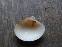 Pitar hebraeus