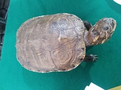 Trachemys venusta cataspila