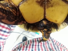 Trachemys venusta cataspila