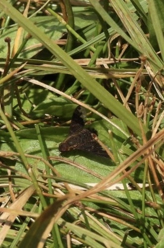 Unknown species found near Yellowstone National Park, Yellowstone National Park, WY, US