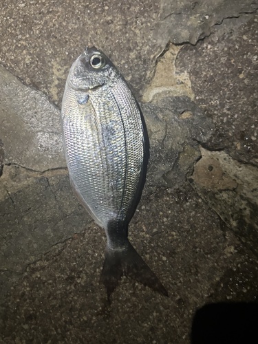 Oblada melanurus