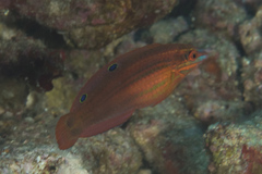 Halichoeres biocellatus