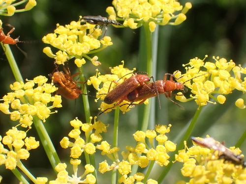 Common red soldier beetle