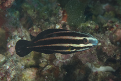 Chlorurus microrhinos