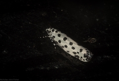 Ethmia clytodoxa