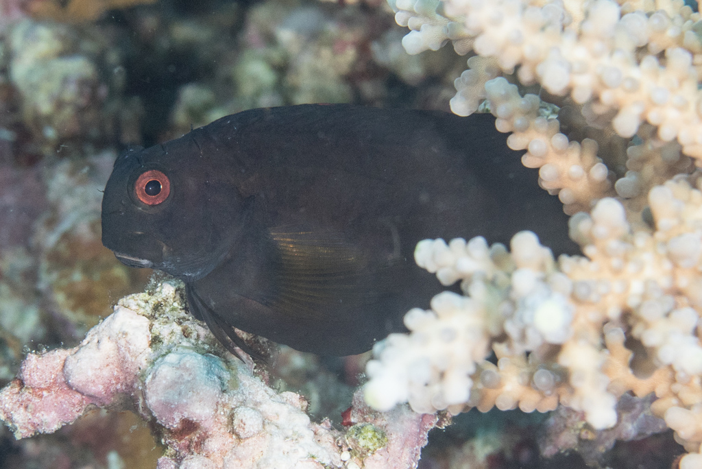 Black Coral Blenny