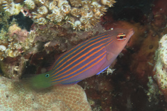 Pseudocheilinus hexataenia