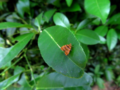 Choreutis amethystodes