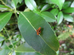 Choreutis amethystodes