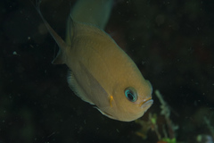 Pycnochromis amboinensis