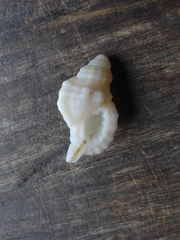 Cymatiidae