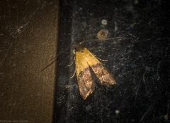 Hapaloteucha polemistis