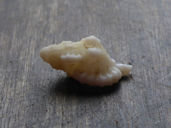 Cymatiidae