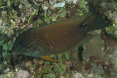 Ctenochaetus binotatus