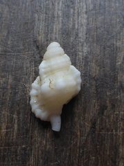 Cymatiidae