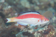 Cirrhilabrus marjorie