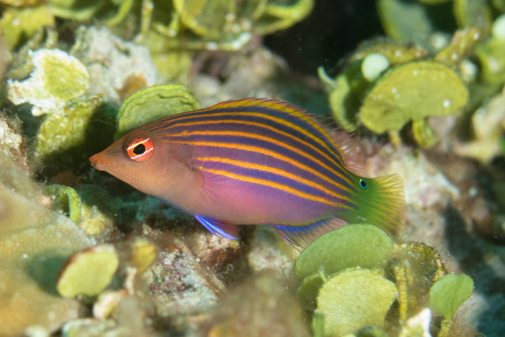 Pseudocheilinus