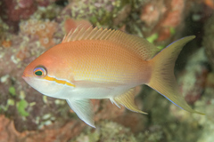 Pseudanthias luzonensis