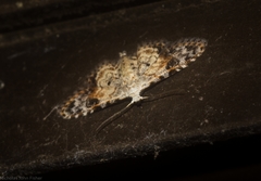 Araeopteron epiphracta