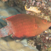 Snooty Wrasse - Photo (c) Mark Rosenstein, some rights reserved (CC BY-NC-SA), uploaded by Mark Rosenstein