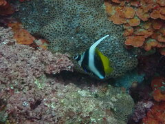Philippine Kabubu photo 3