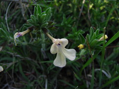 Salvia axillaris