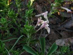 Salvia axillaris