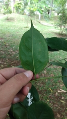 Platymiscium