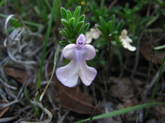 Salvia axillaris