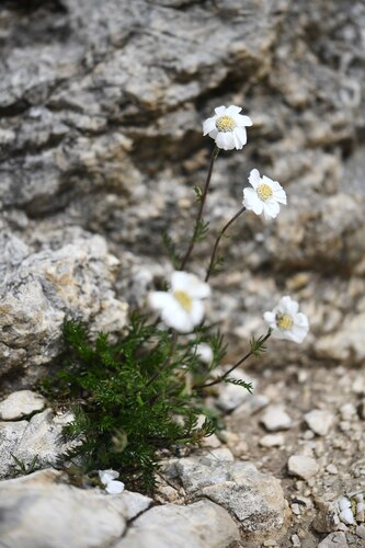 Alpine Sneezewort (Achillea oxyloba)