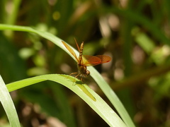 Perithemis electra