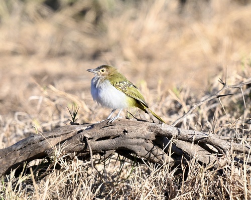 Eastern Nicator (Nicator gularis), photo 8