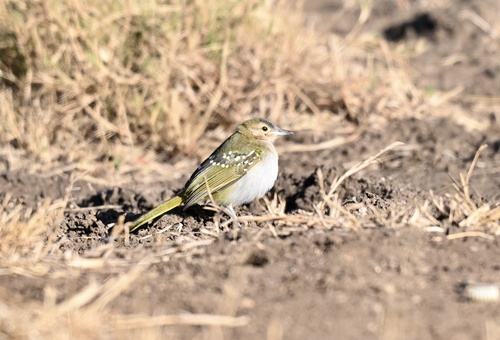 Eastern Nicator (Nicator gularis), photo 5