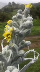 Senecio niveoaureus