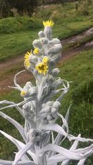 Senecio niveoaureus