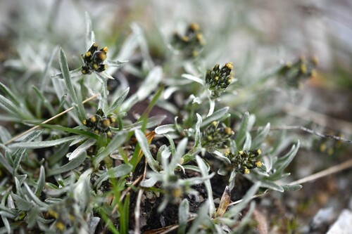 Hoppe's Cudweed (Omalotheca hoppeana)