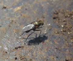 Dolichopodinae