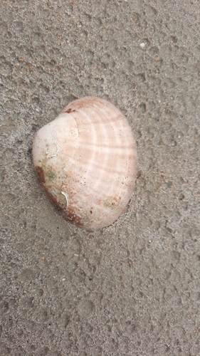 Callista chione