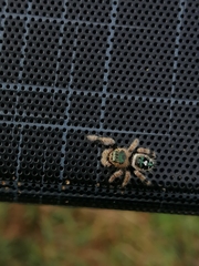 Phidippus bidentatus