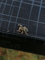 Phidippus bidentatus
