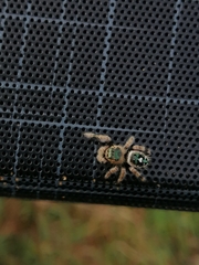 Phidippus bidentatus