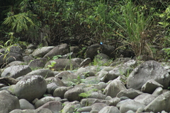 Morpho helenor maculata