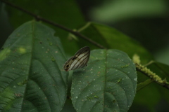 Euptychia pegasus