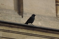 Corvus monedula