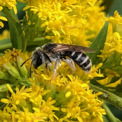 Halictus ligatus