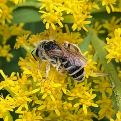 Halictus ligatus