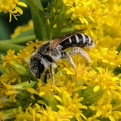 Halictus ligatus